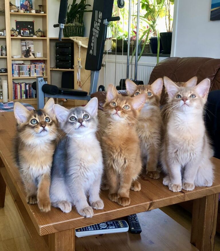 Foxholm somali kittens