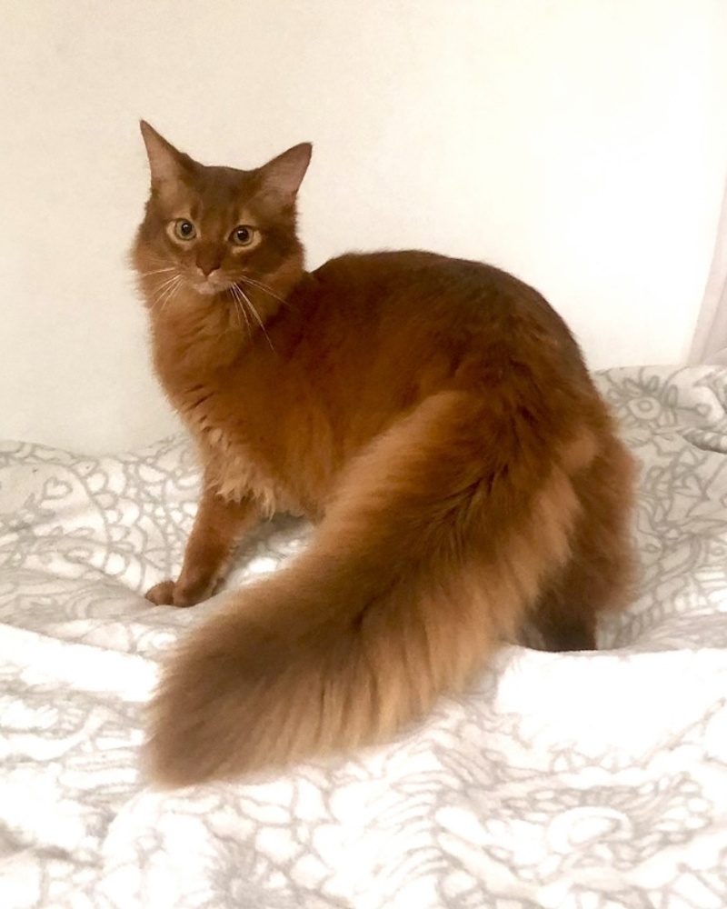 Sorrel somali cat