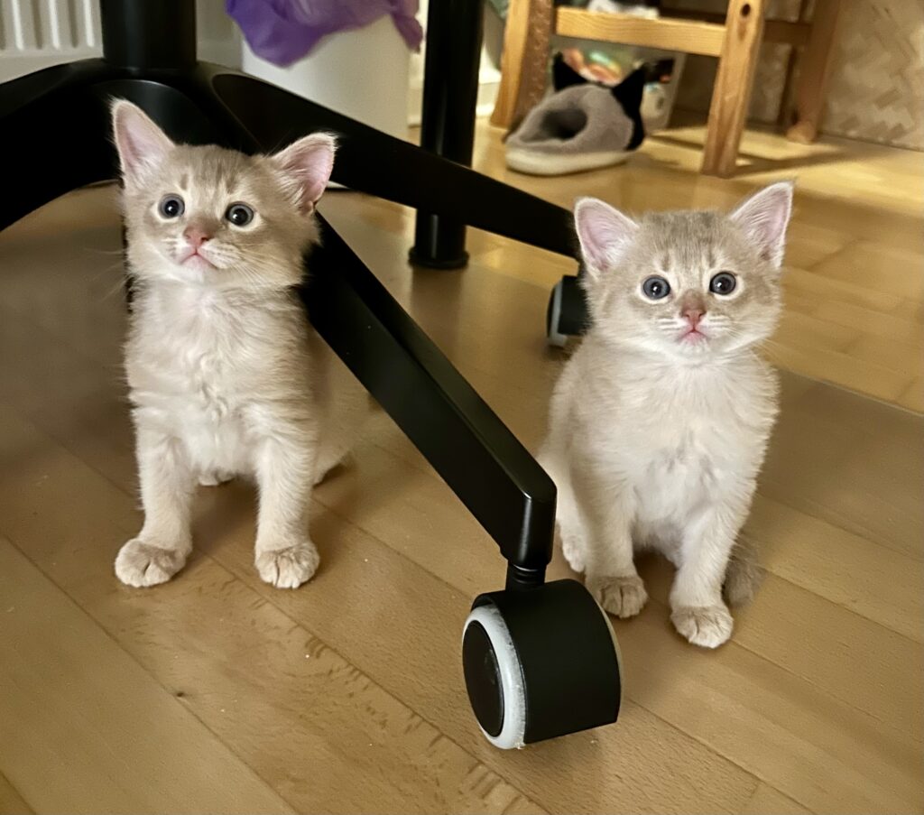 Fawn somali kittens Foxholm Sweden