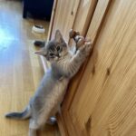 Blue somali kitten Sweden