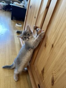 Blue somali kitten Sweden