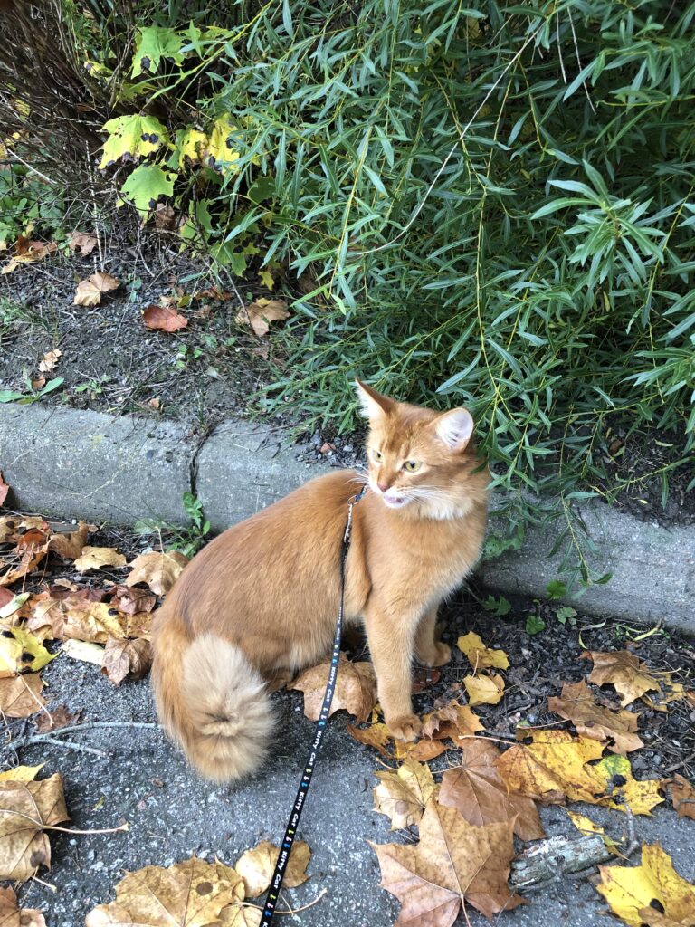Sorrel Somali cat Foxholm