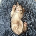 Fawn somali kitten Foxholm Europe