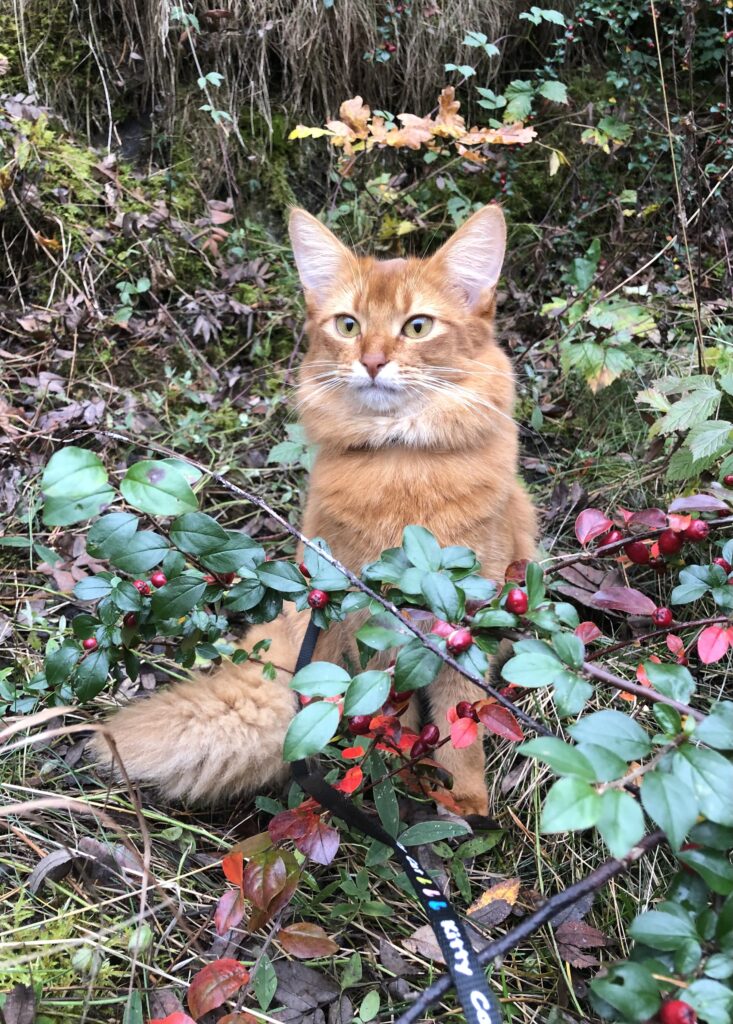Sorrel Foxholm somali cat Sacura
