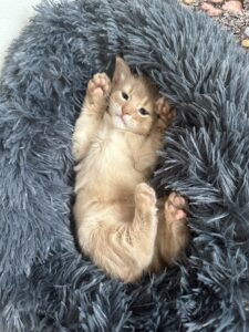 Fawn somali kitten Foxholm Europe
