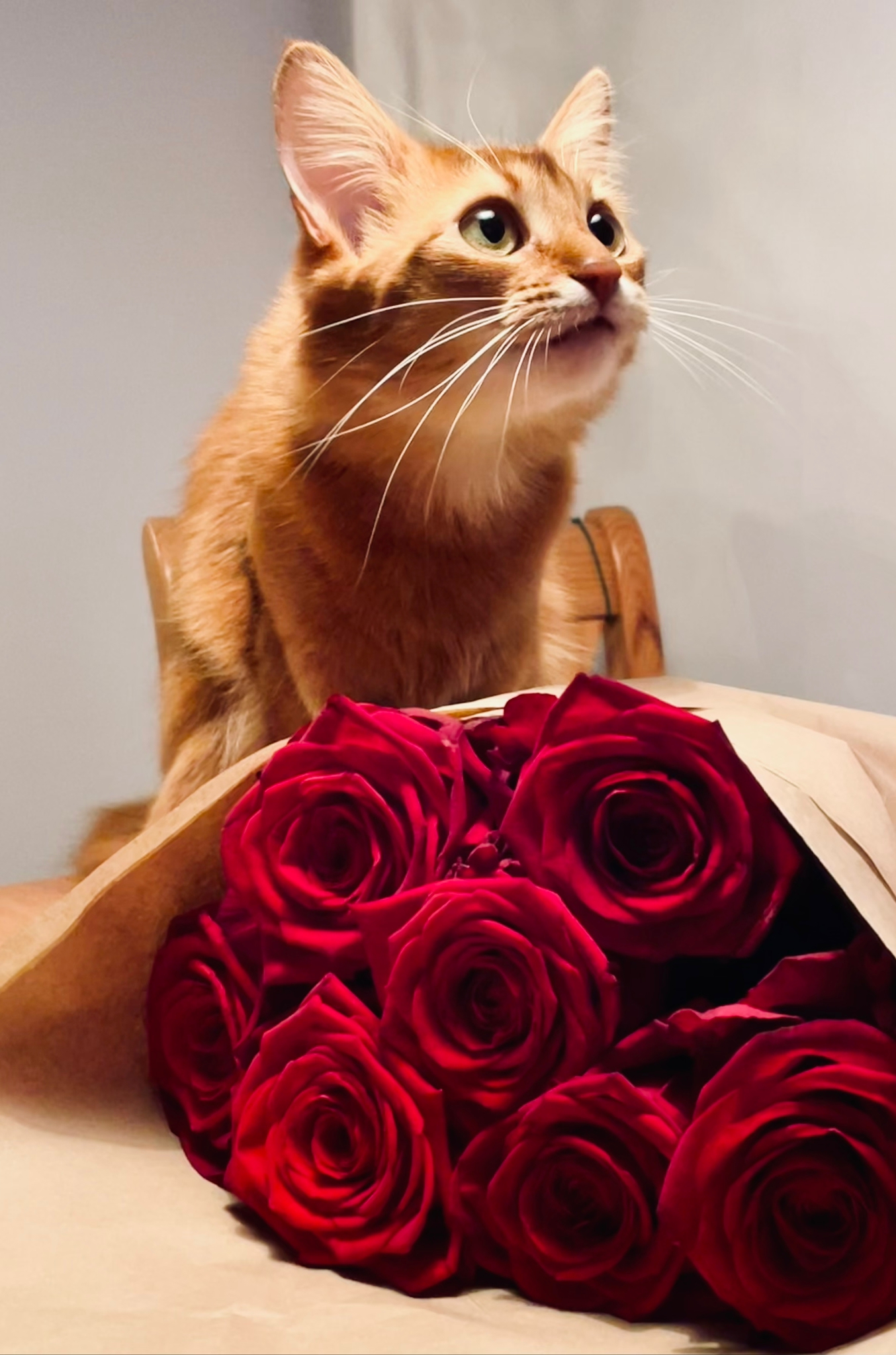 Sorrel somali cat Foxholm