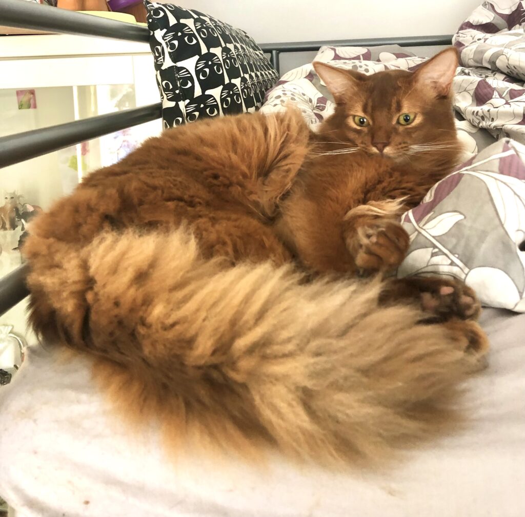 Sorrel Somali cat