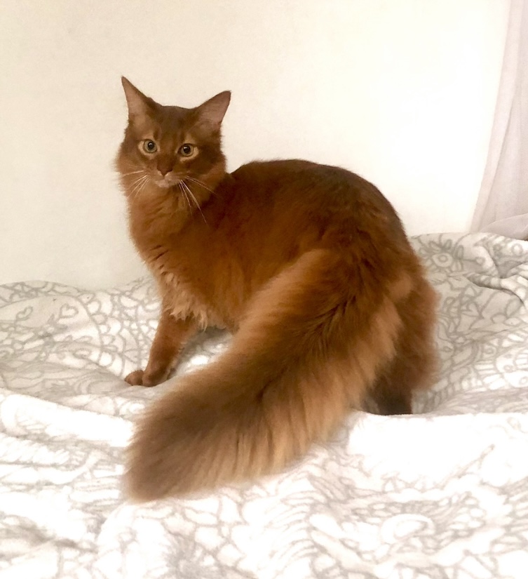 Sorrel somali cat