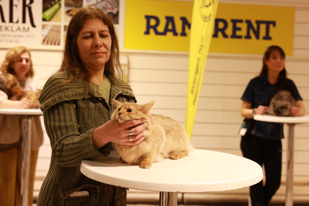 Fawn somali cat Foxholm Lucy