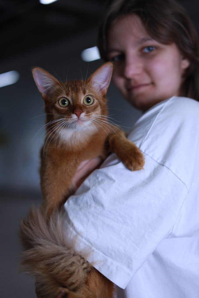 Sorrel somali kitten