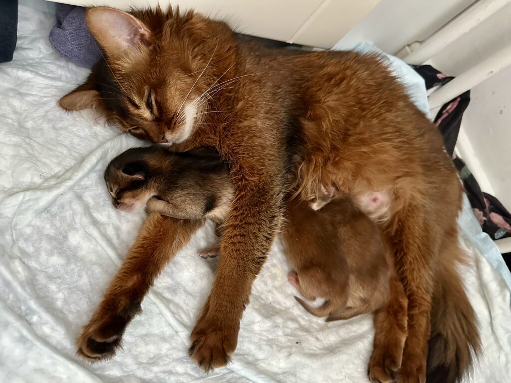 Ruddy somali kitten