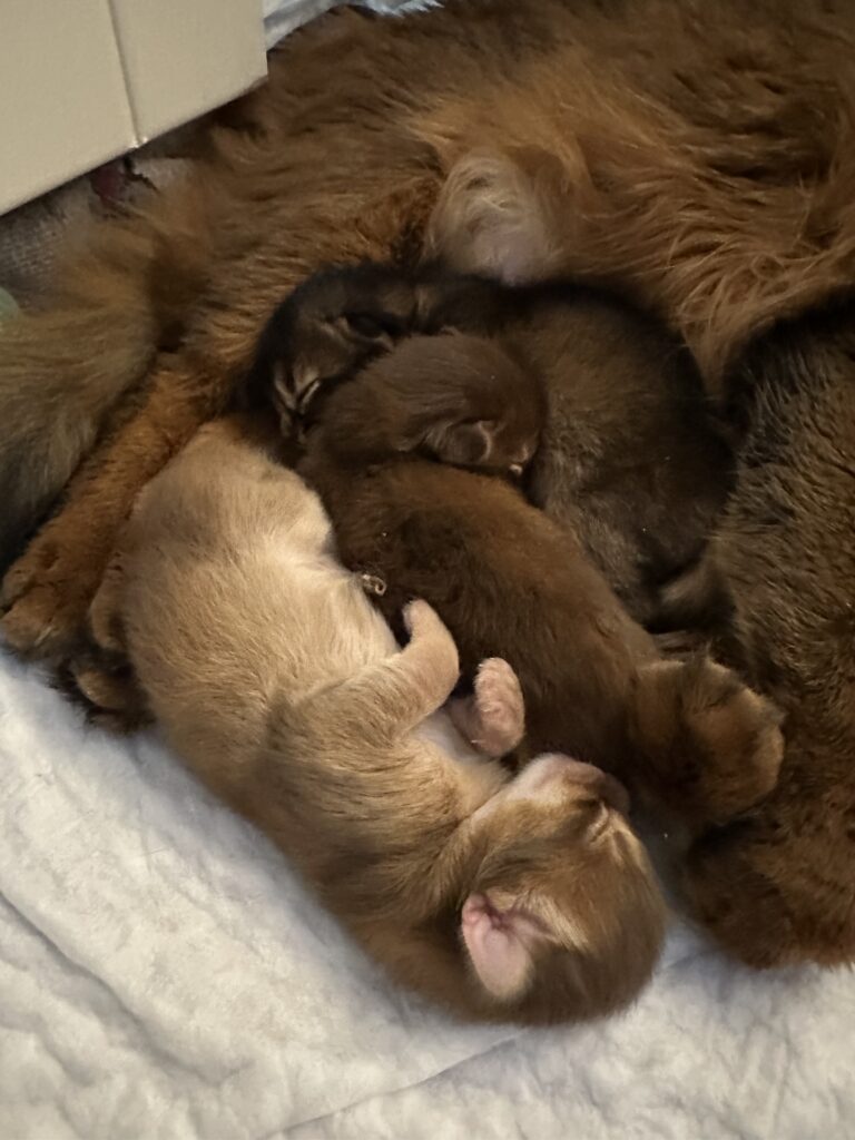 Sorrel somali kitten