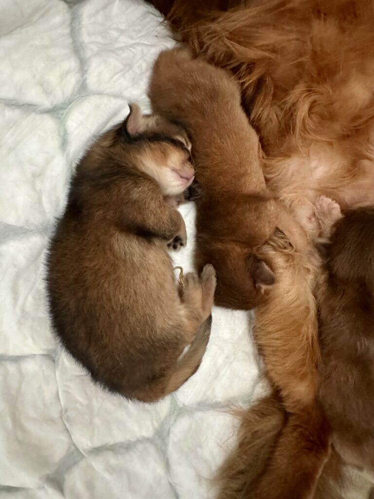 Ruddy somali kitten