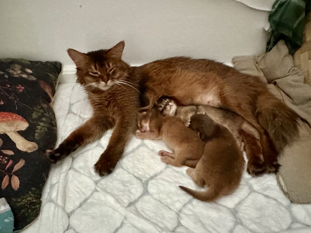 Somali kattungar