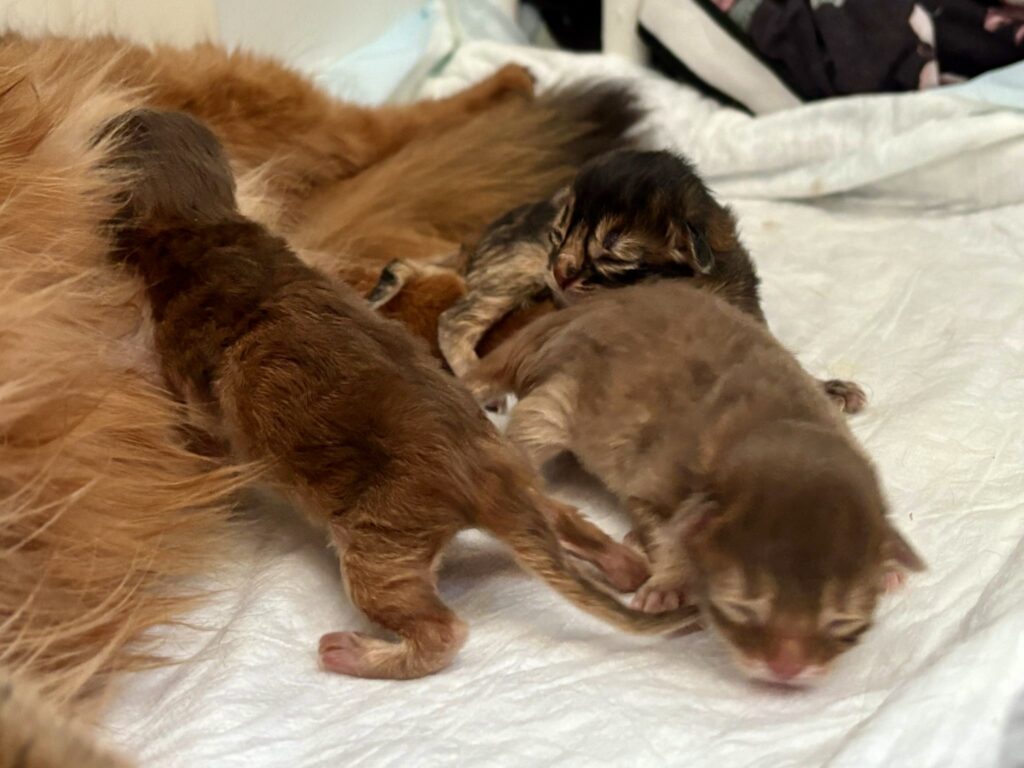 somali kattungar
