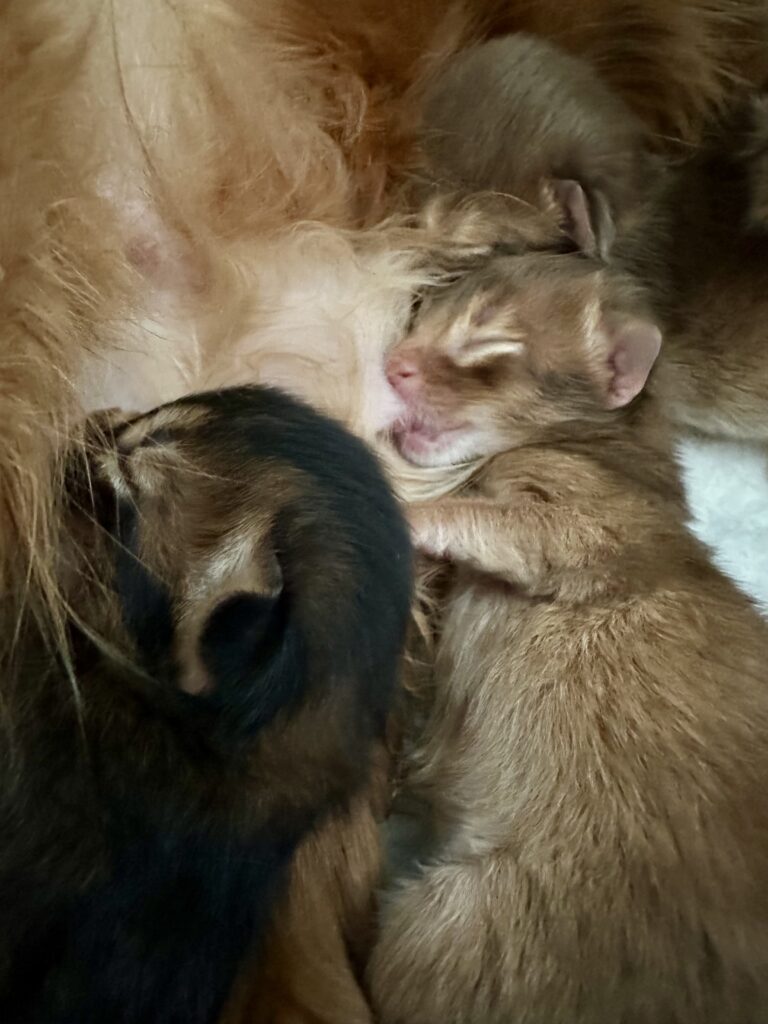 somali kattungar
