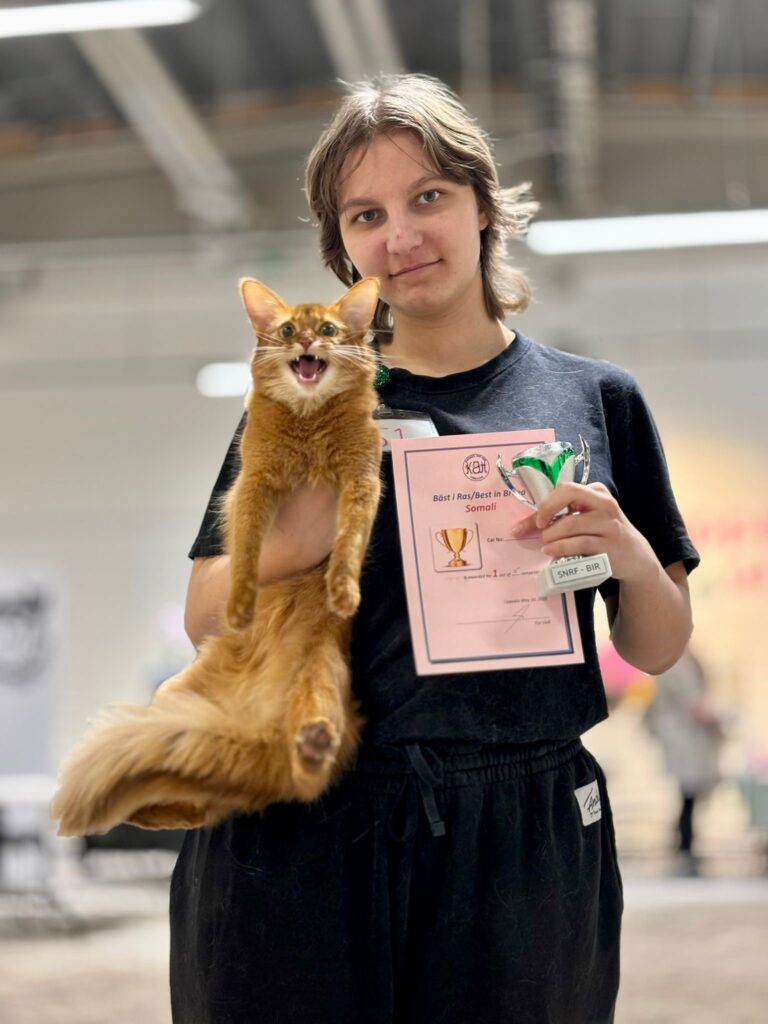 sorrel somali cat