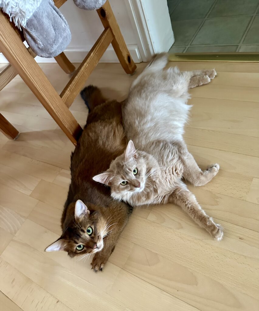Fawn somali cat, ruddy somali cat