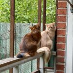 Ruddy and fawn somalicat