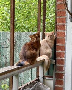 Ruddy and fawn somalicat