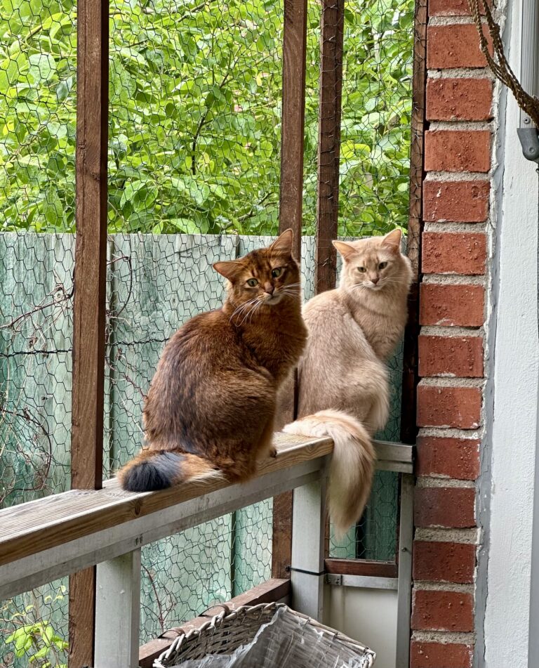 Ruddy and fawn somalicat