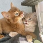 Fawn and sorrel somali kittens