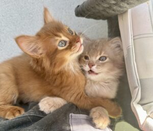Fawn and sorrel somali kittens