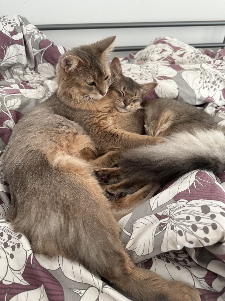 Blue somali cat and blue Foxholm somali kitten