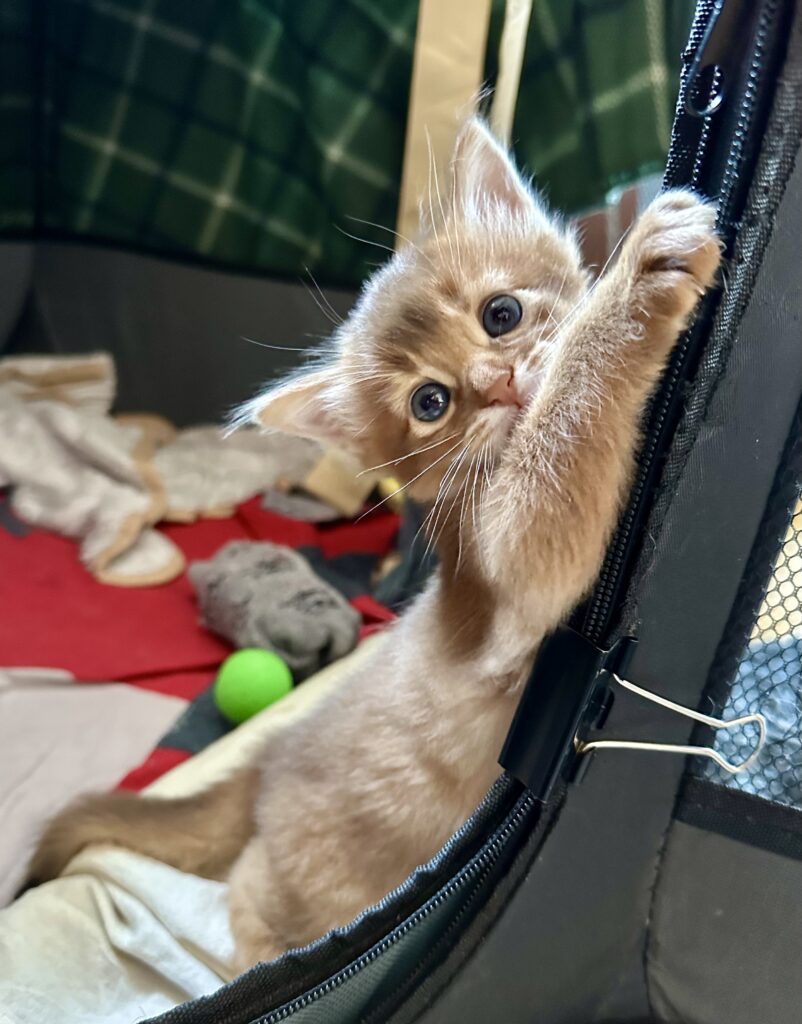 Somali kattunge