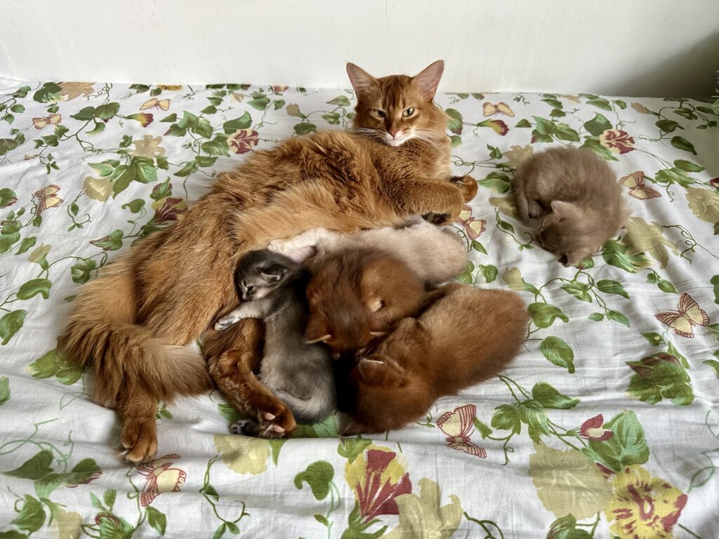 Foxholm somali kittens