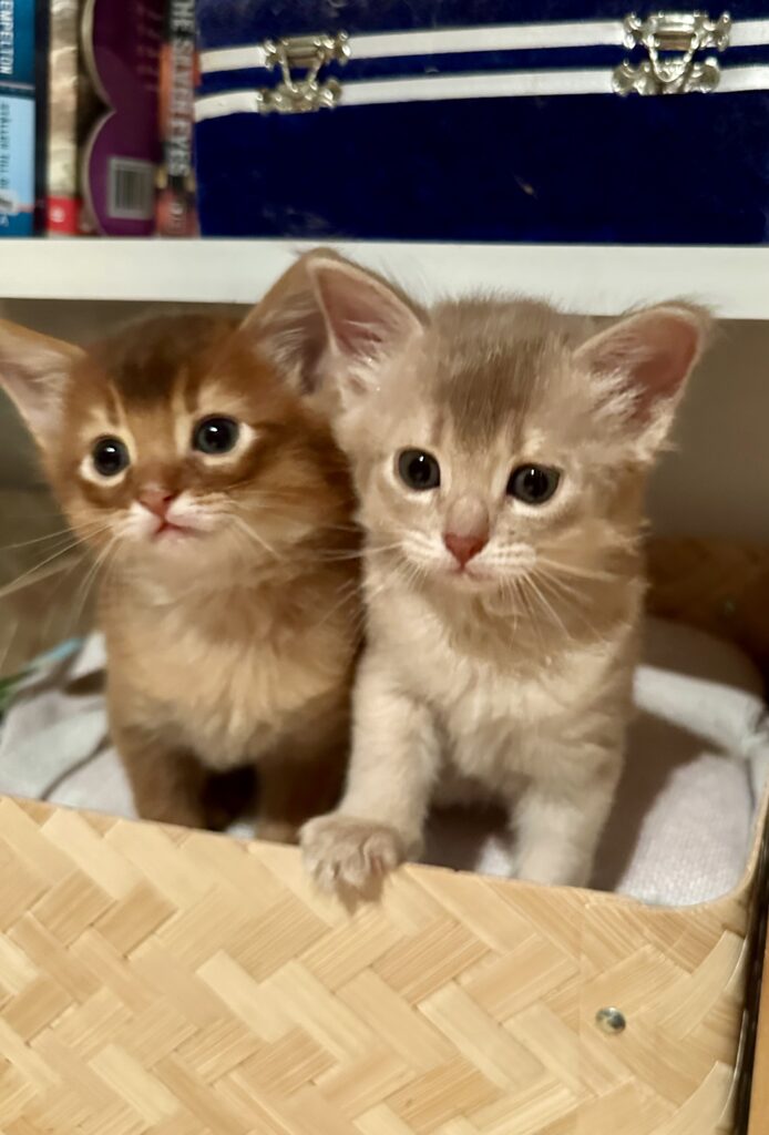 sorrel and fawn Foxholm somali kittens