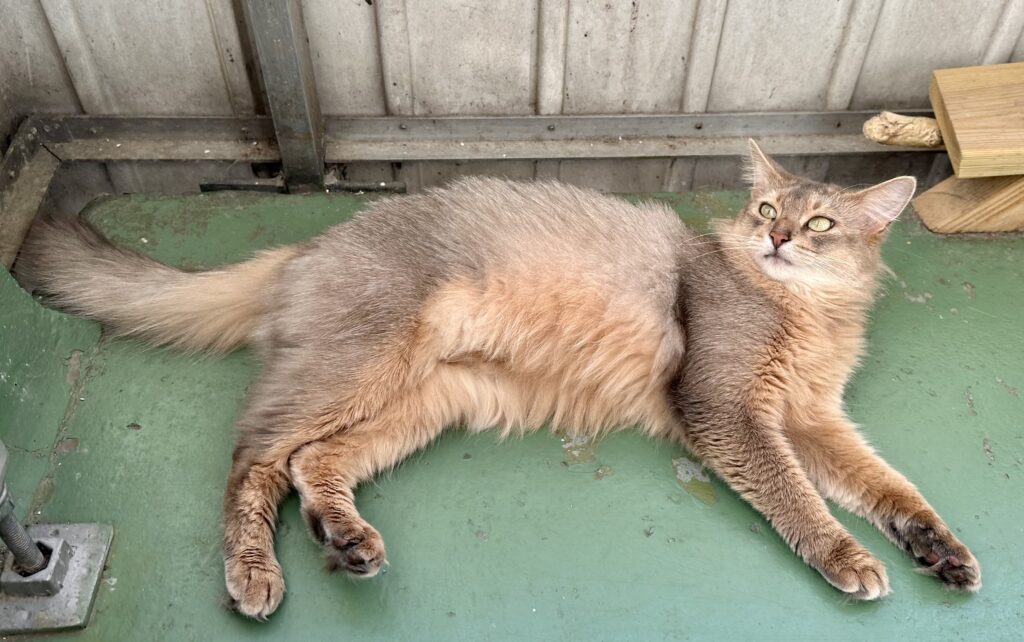 Blue somali cat
