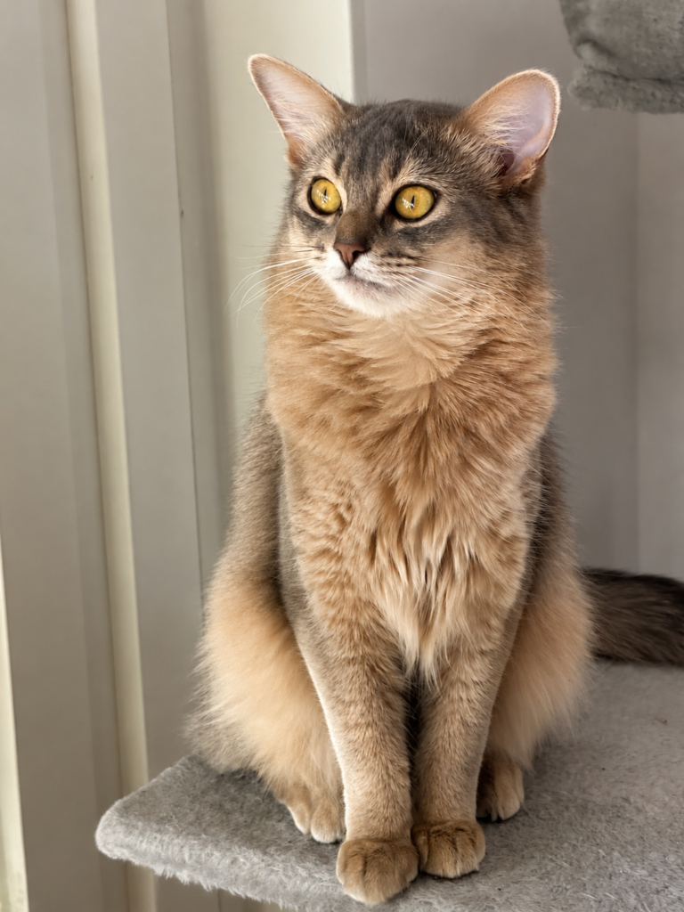 Foxholm April somali cat blue somali cat
