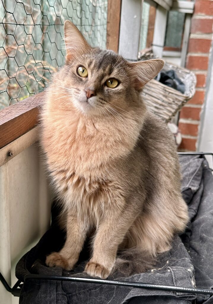 Foxholm Baby Blue somali cat