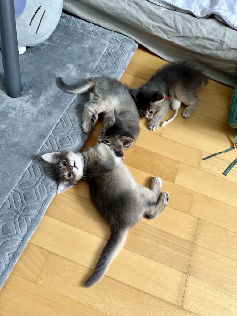 Foxholm somali kittens blue somali kittens