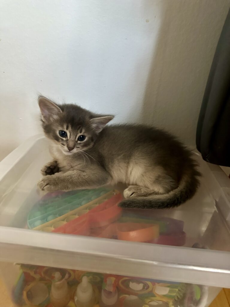 Foxholm Heidi blue somali kitten