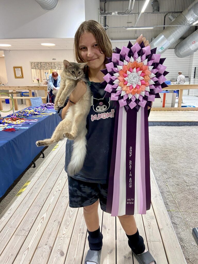 Foxholm April blues somali cat WCF Best in Show
